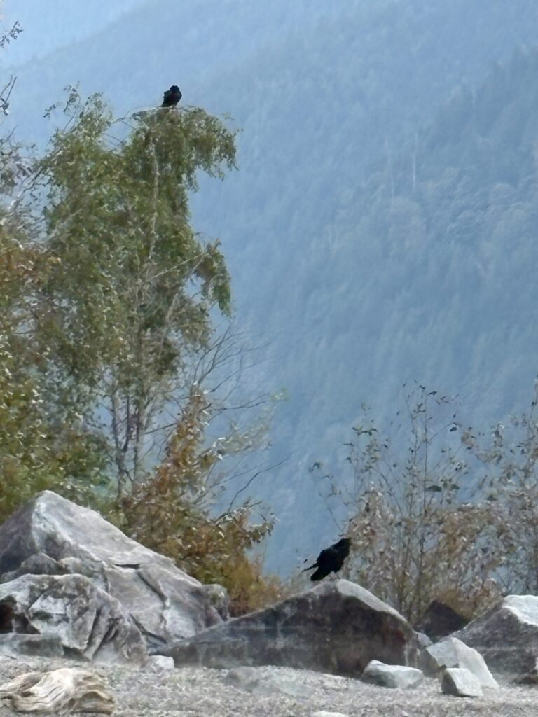 Two ravens, one in tree and one on a rock in a beautiful mountain screne