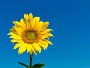 Beautiful Sunflower with Blue Sky Background