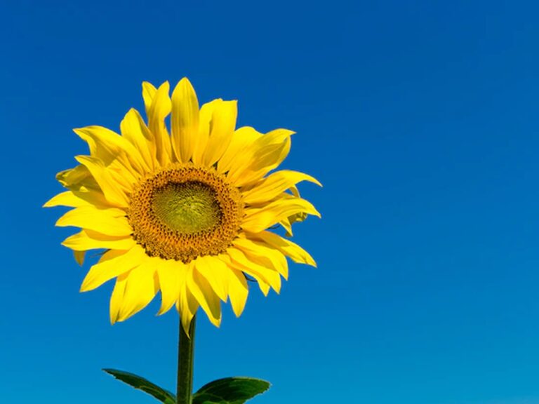Beautiful Sunflower with Blue Sky Background