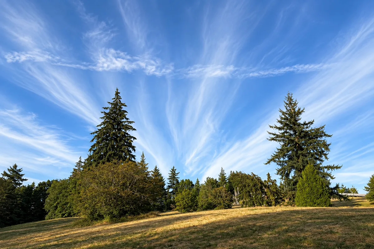 Wispy white clouds spreading across a blue sky above tall evergreen trees and a sunlit meadow.