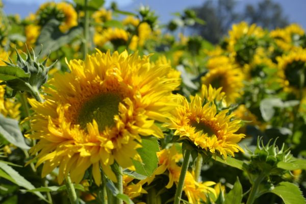 Field of Sunflowers