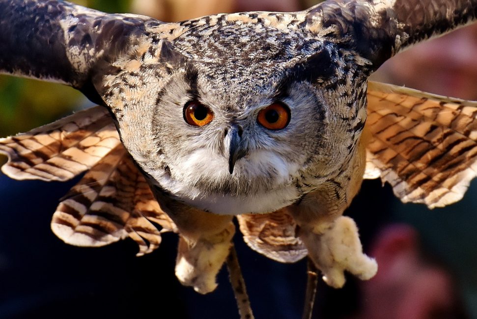 Owl With Focus