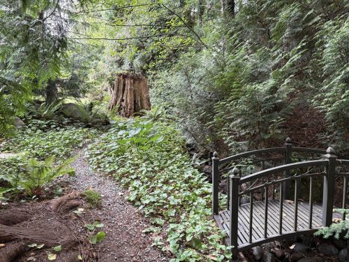 Woodland garden path beside a small bridge, surrounded by ferns and evergreen trees.