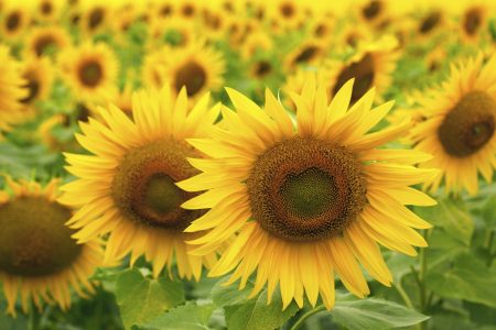 Beautiful Field of Sunflowers