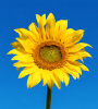 sunflower_elementor_logo_200